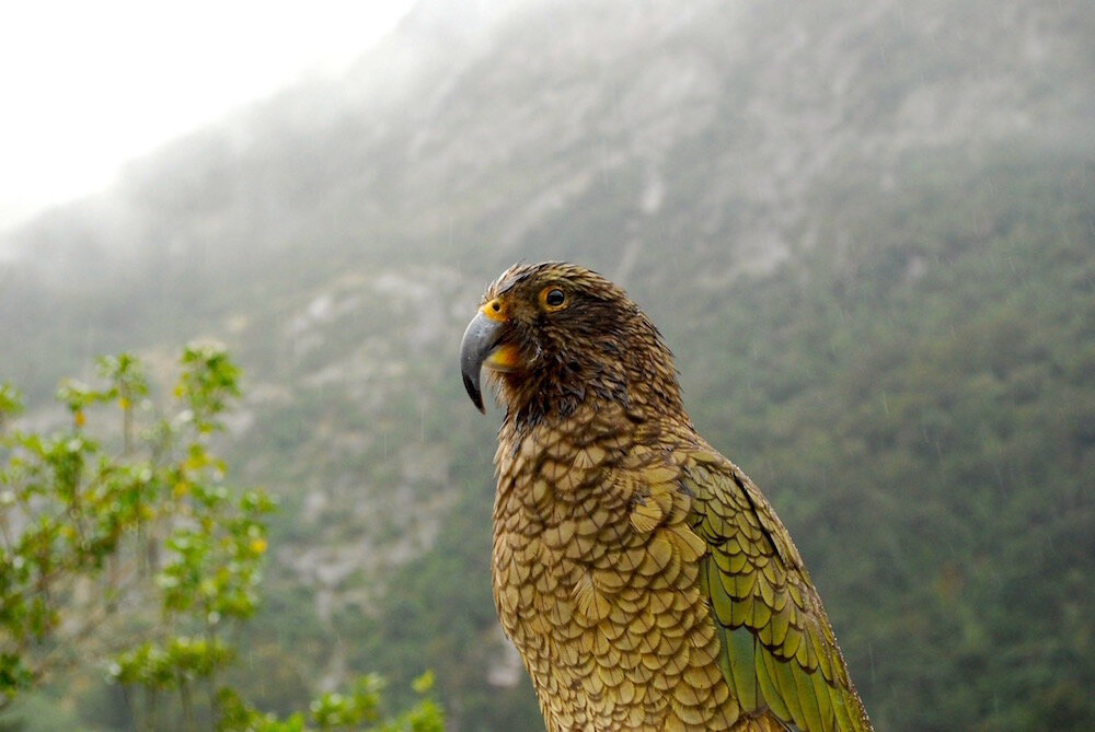 Other Reasons to Love New Zealand: Kea Parrot